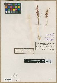 Media resource of Lachenalia sessiliflora