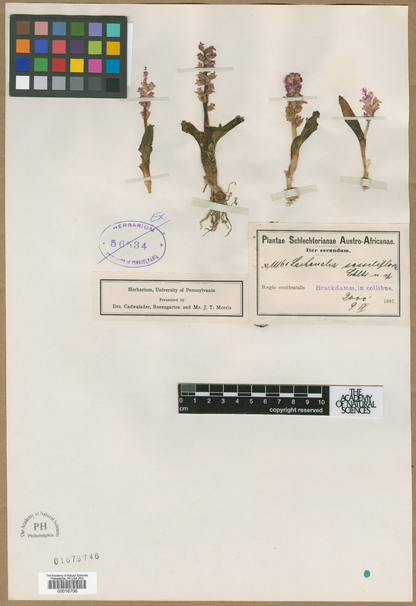 Lachenalia sessiliflora image
