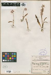 Lachenalia orchioides image
