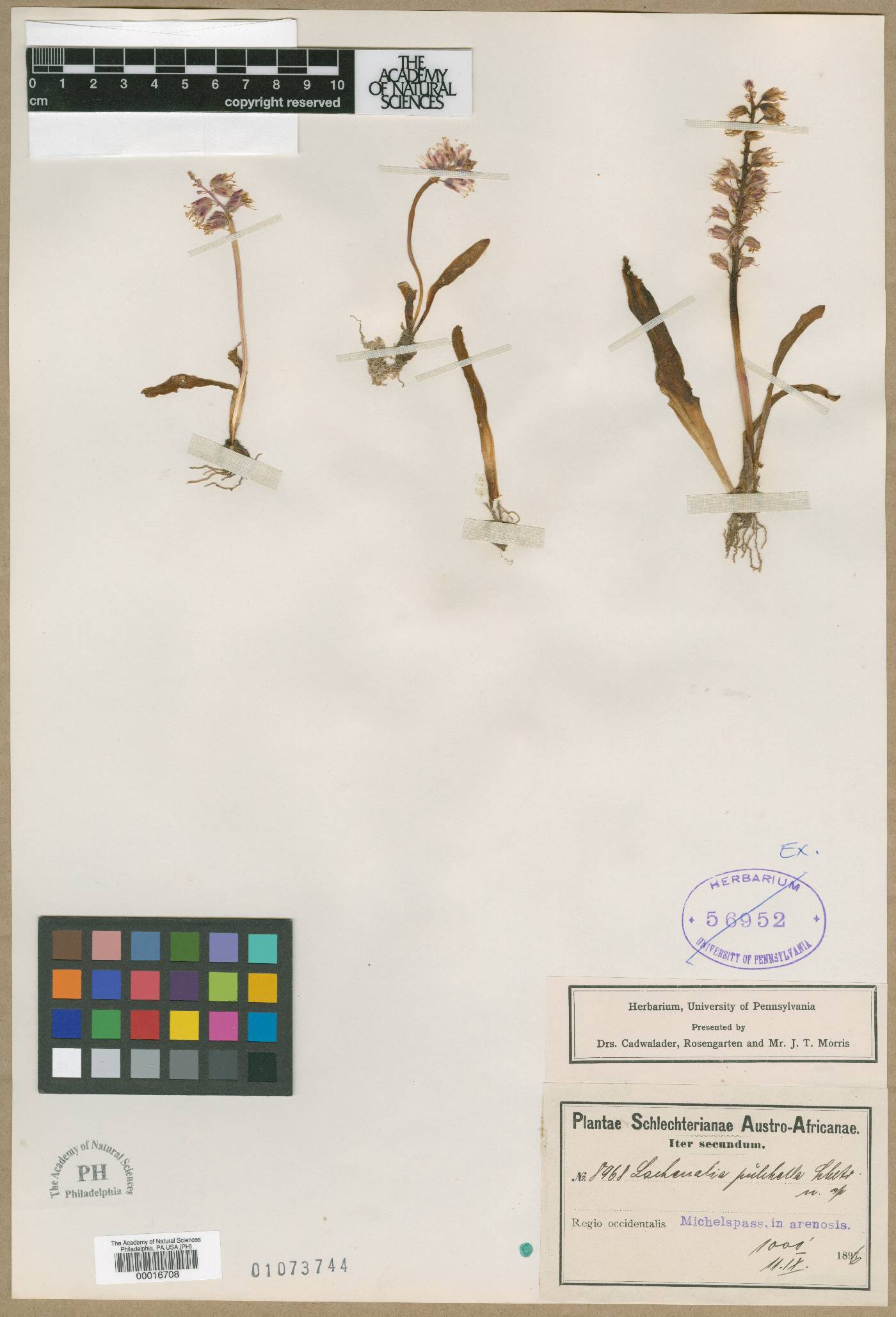 Lachenalia orchioides subsp. orchioides image