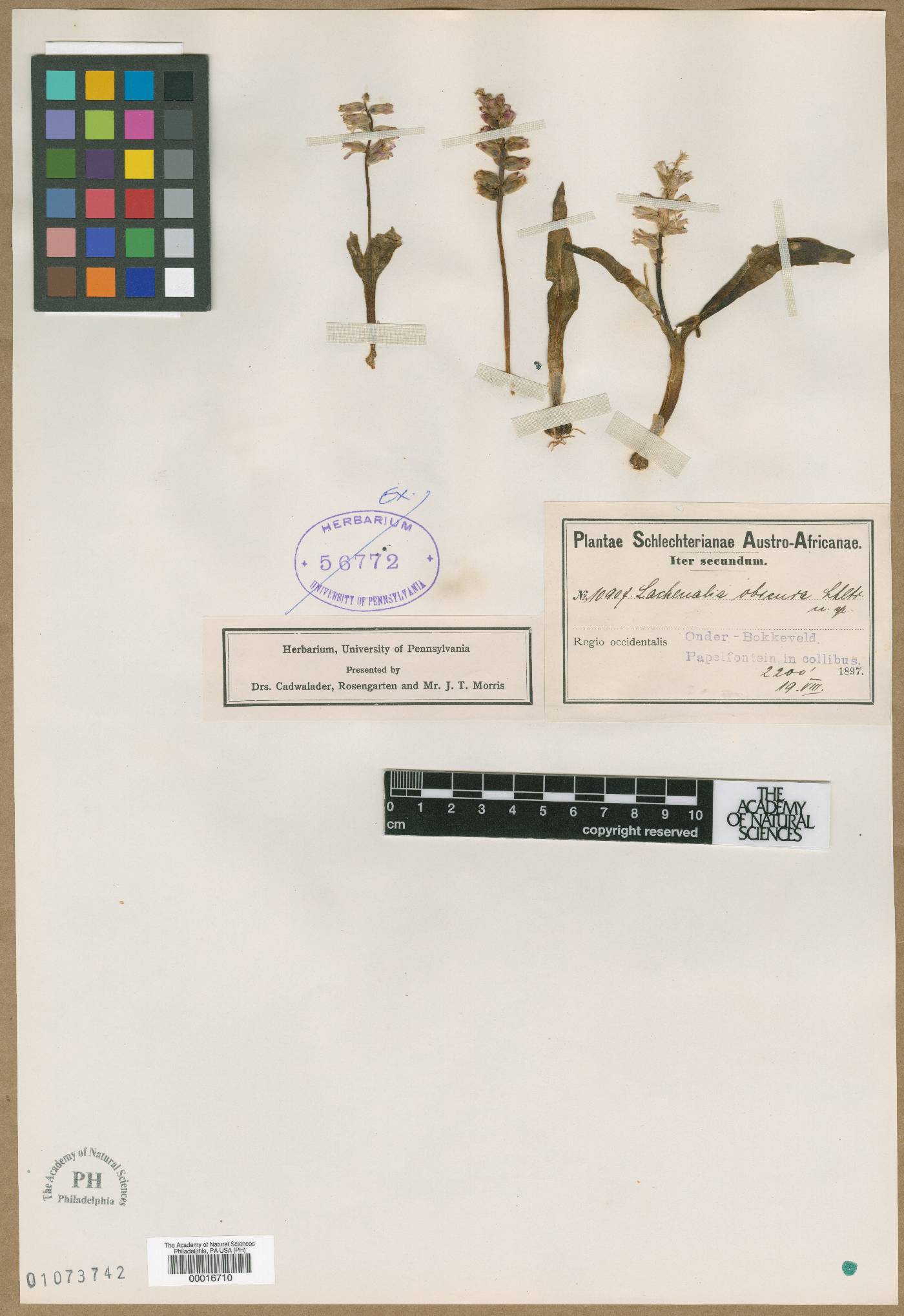 Lachenalia obscura image