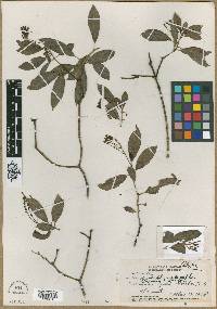 Labordia tinifolia image