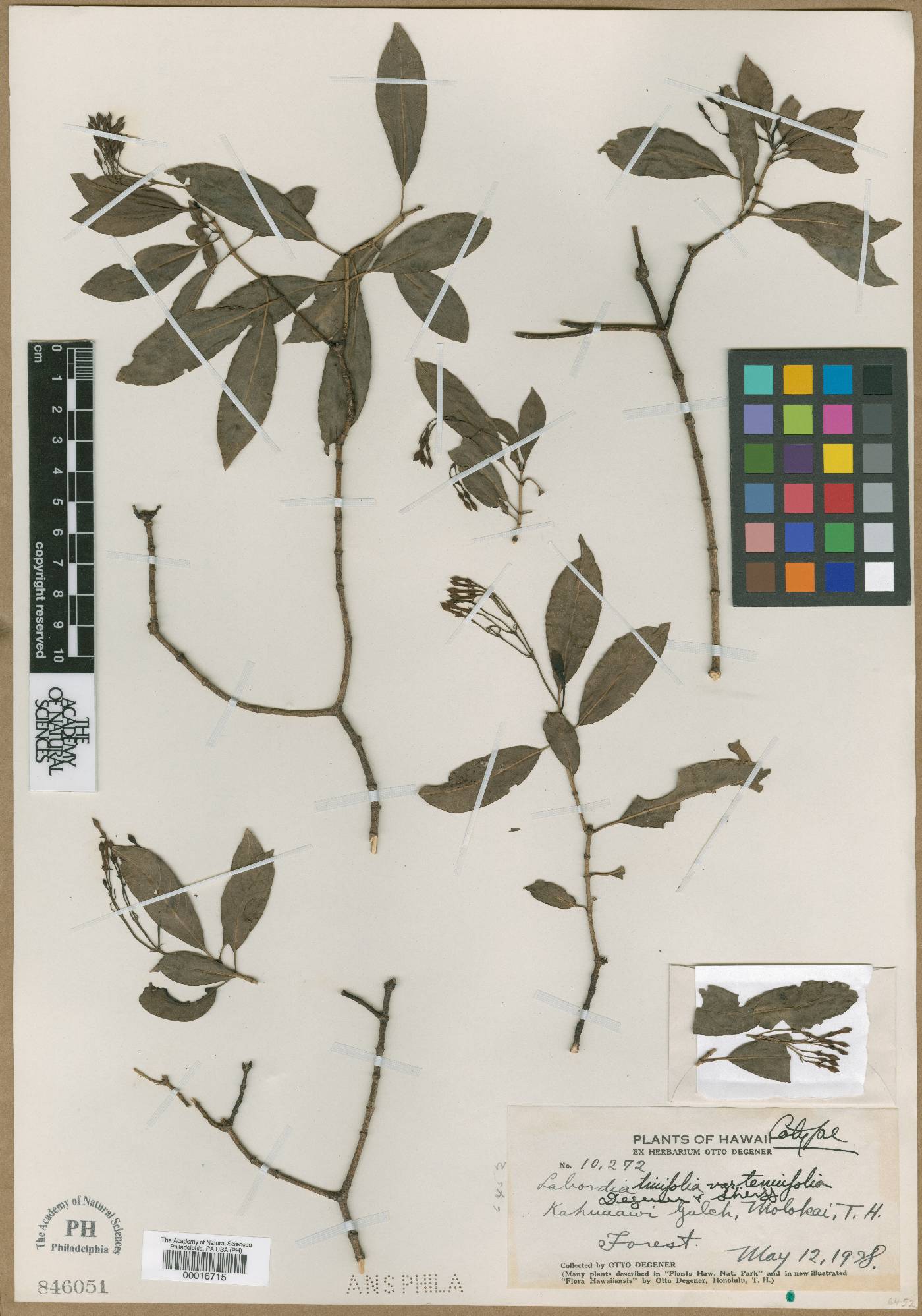 Labordia tinifolia image