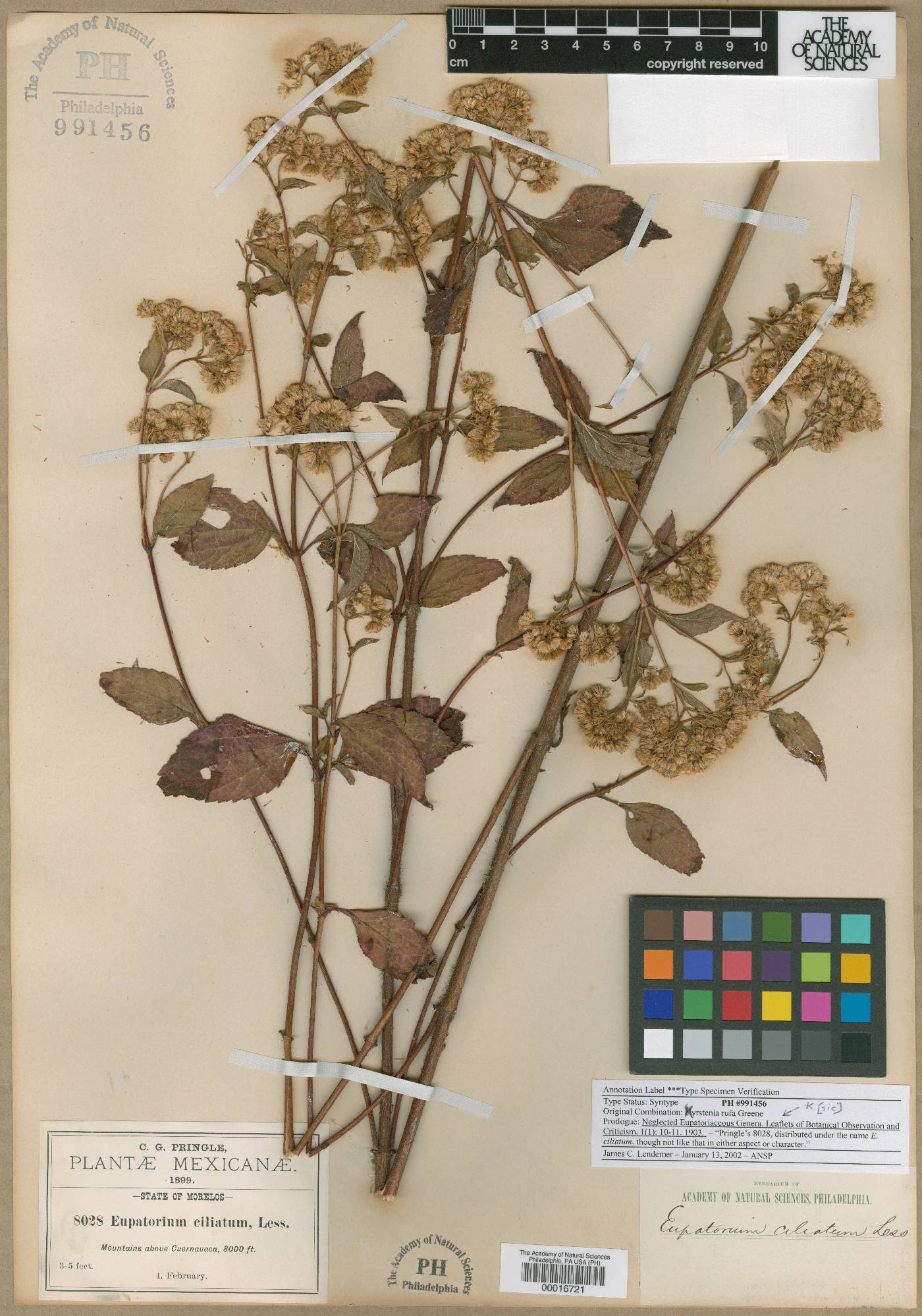 Ageratina pichinchensis image