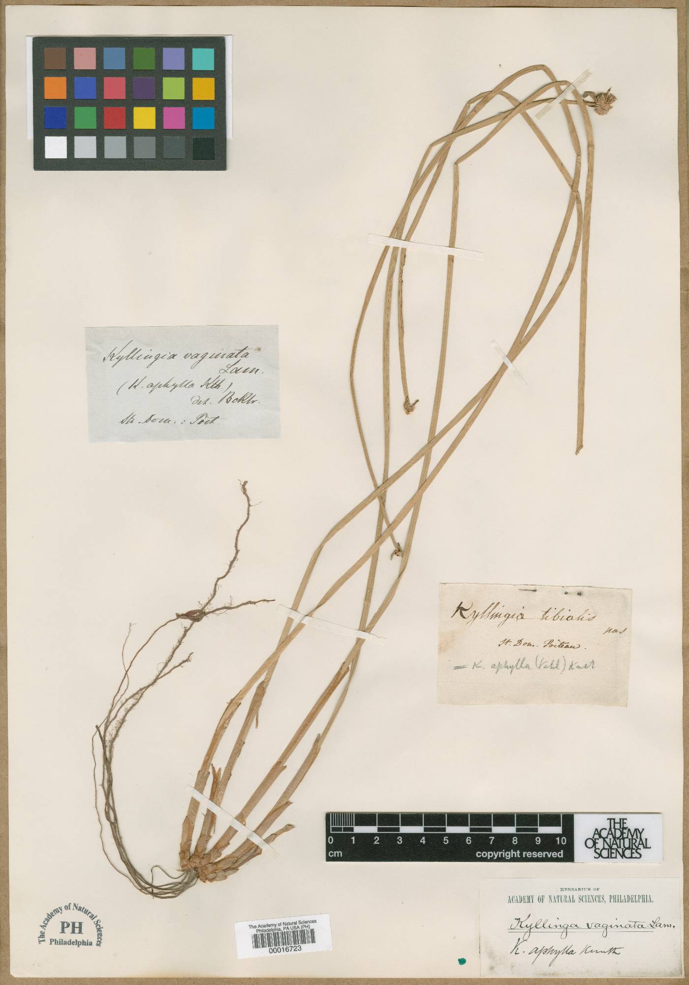 Kyllinga tibialis image