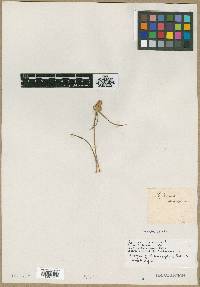Kyllinga leucocephala image