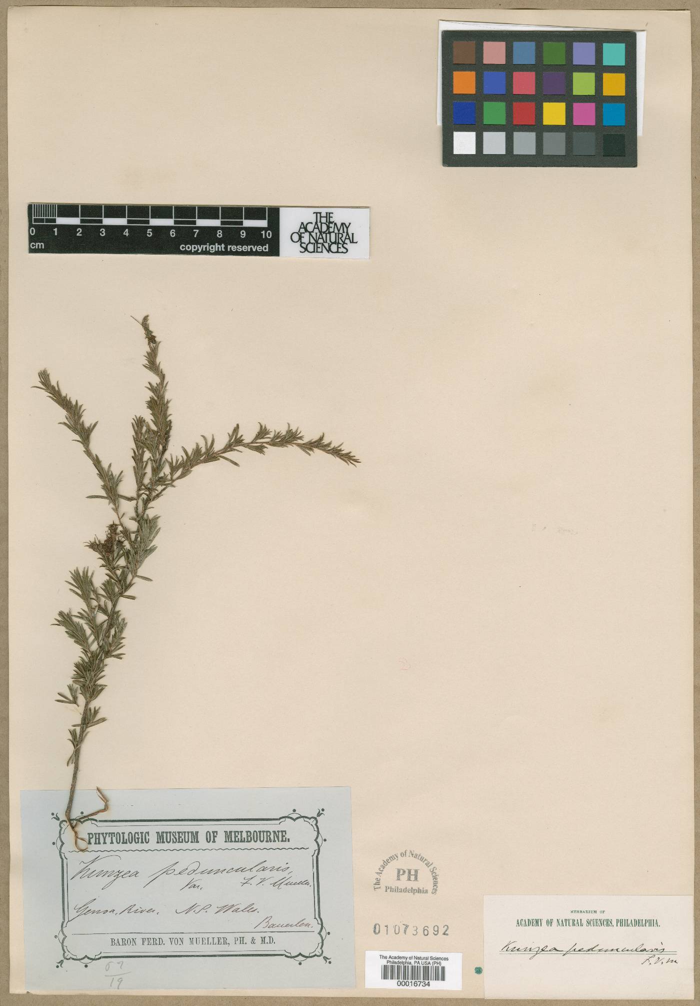 Kunzea peduncularis image