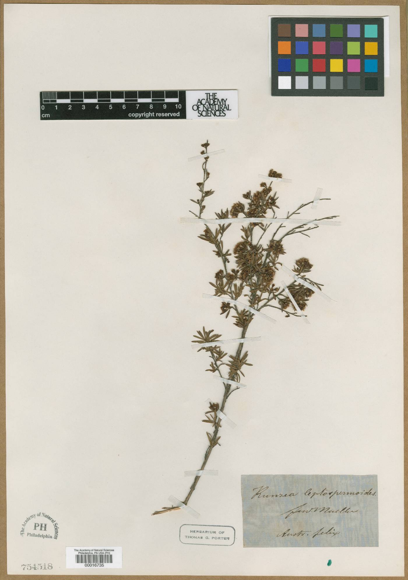 Kunzea ericoides image