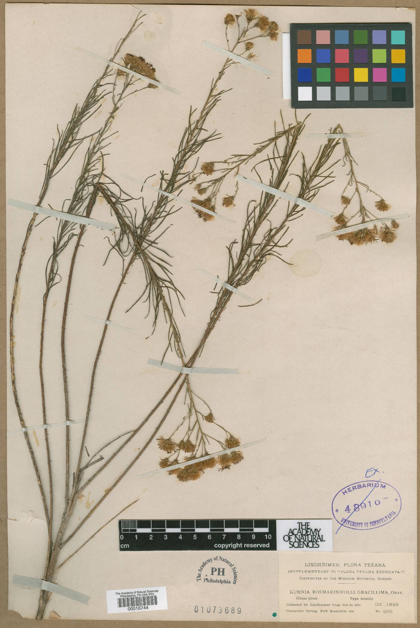 Brickellia leptophylla image