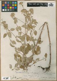 Pycnanthemum curvipes image
