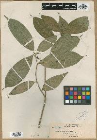 Kopsia pauciflora image