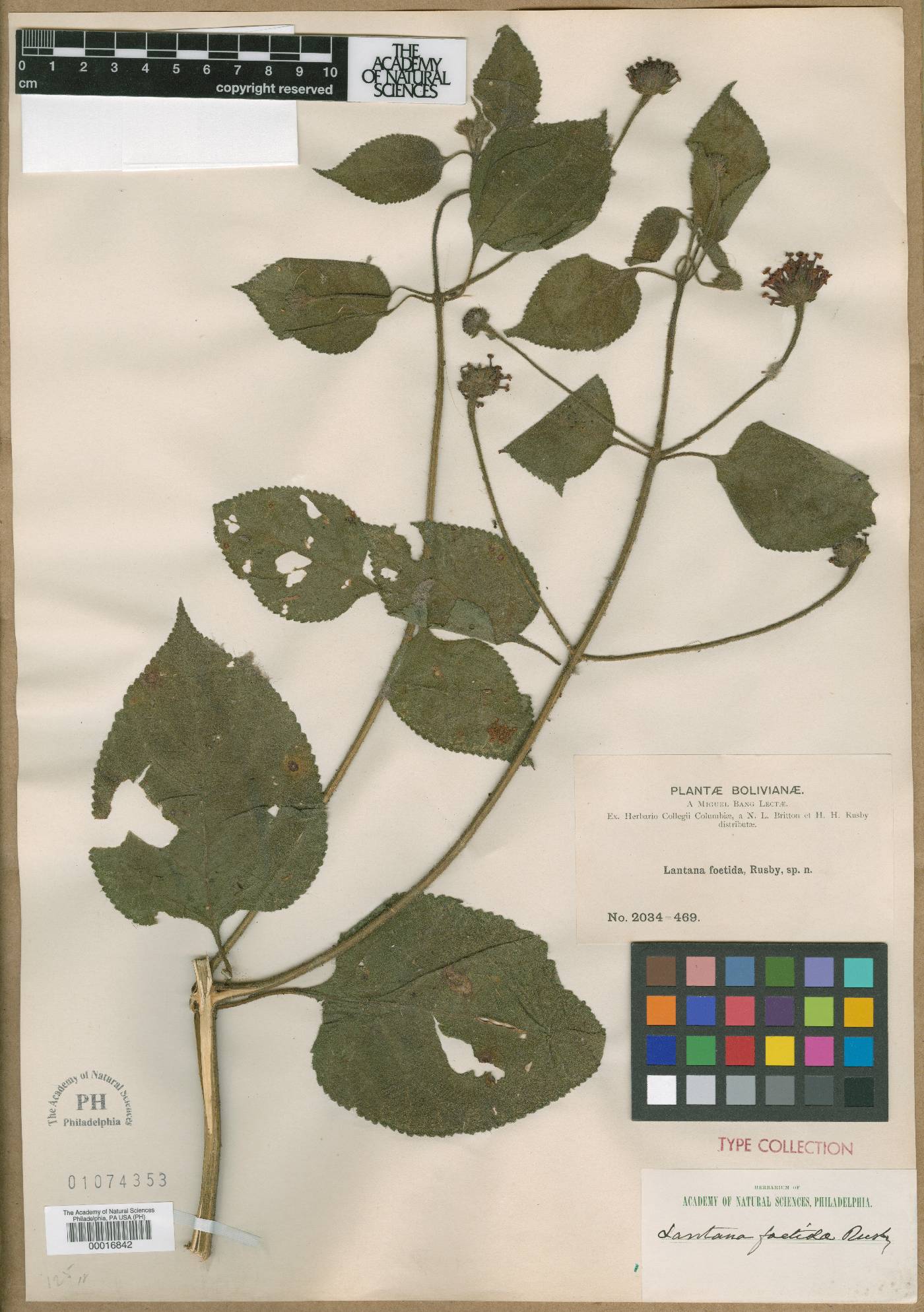 Lantana horrida subsp. tiliifolia image