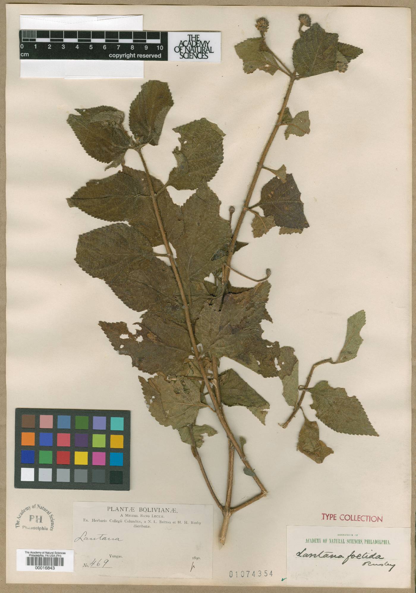 Lantana horrida subsp. tiliifolia image