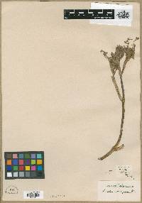 Image of Ligusticopsis coniifolia