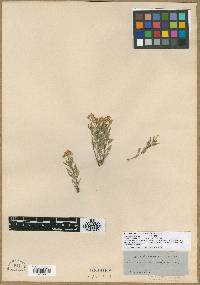Laphamia angustifolia image