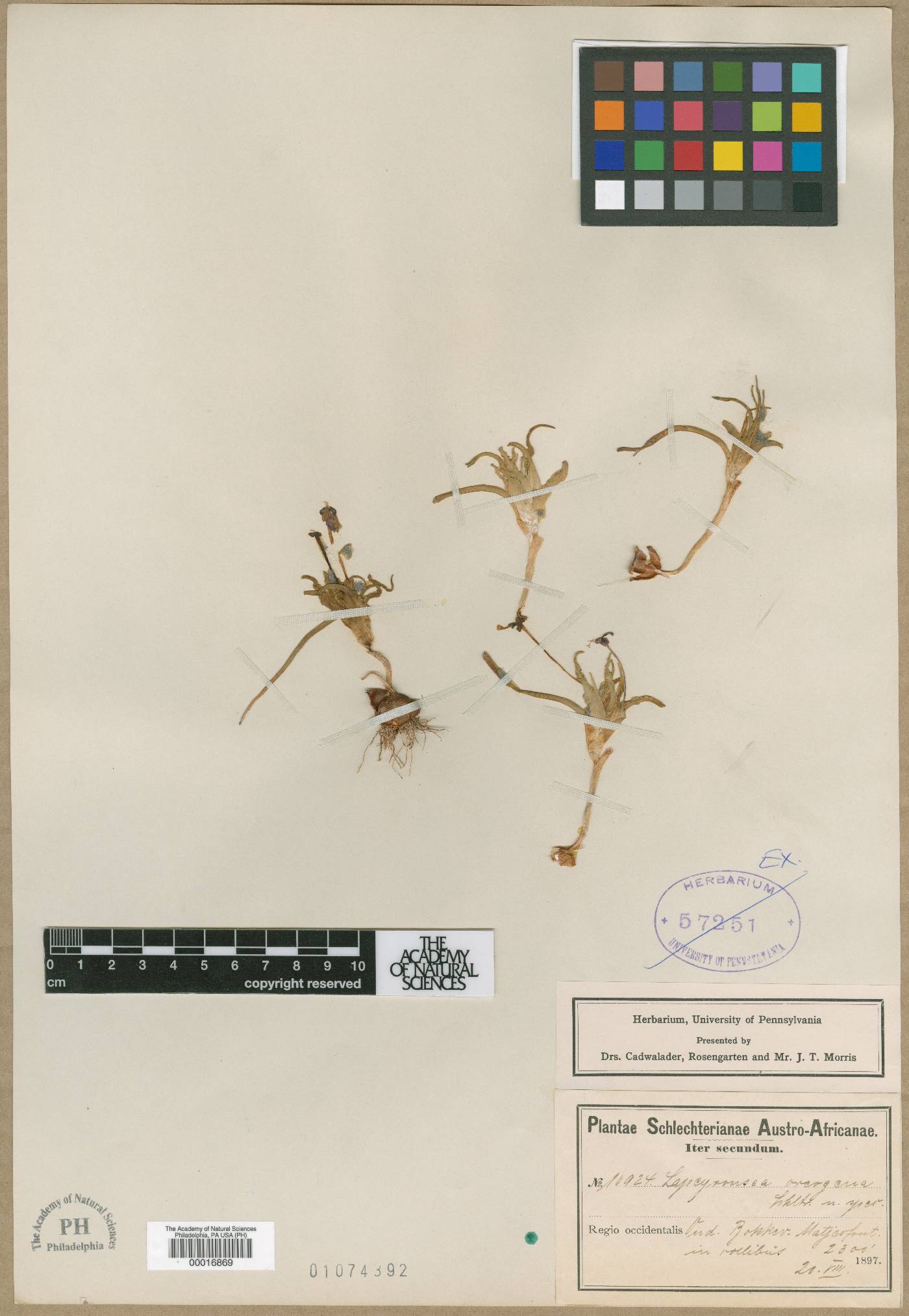 Lapeirousia oreogena image