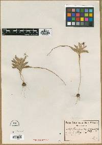 Image of Lapeirousia arenicola