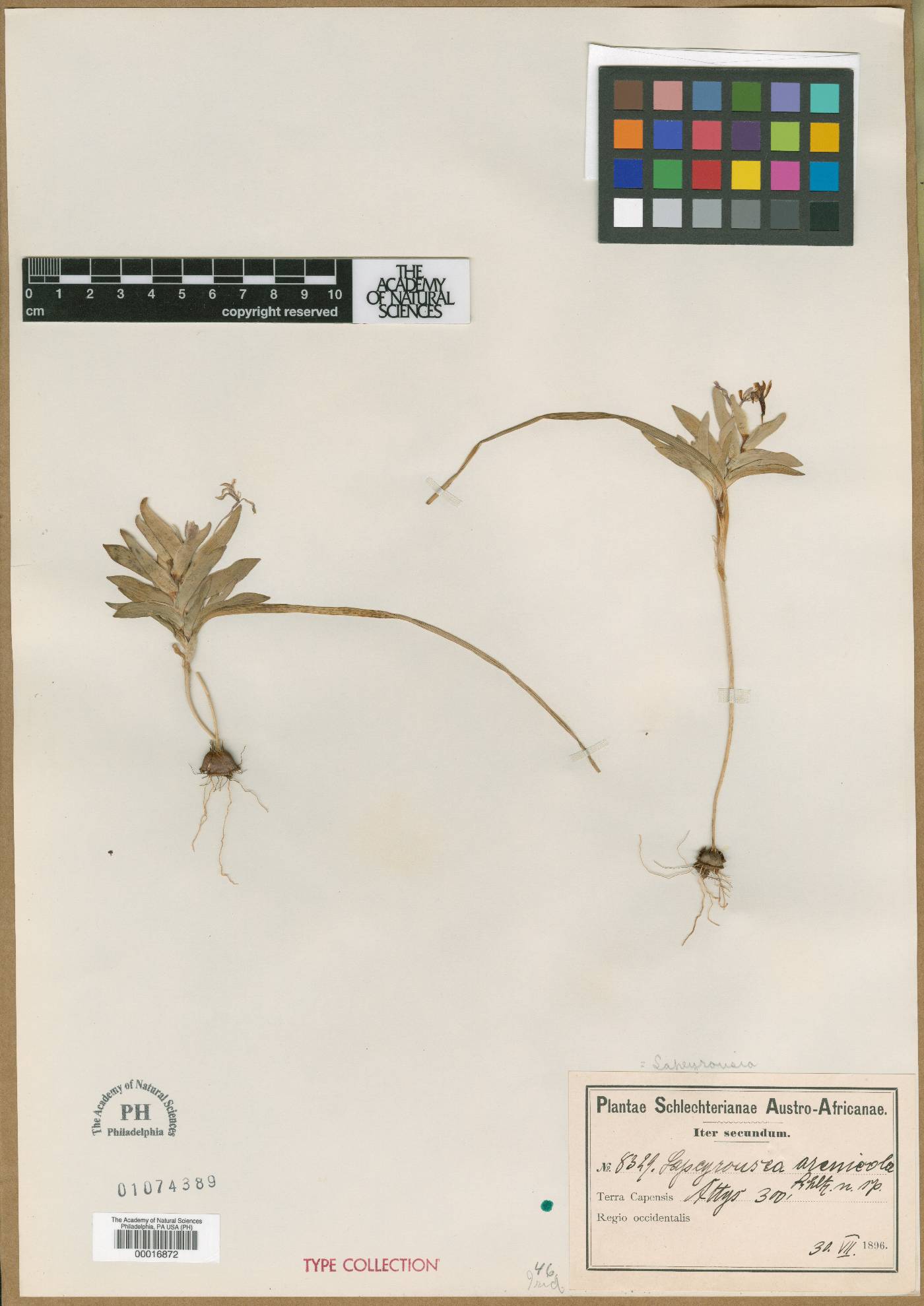 Lapeirousia arenicola image