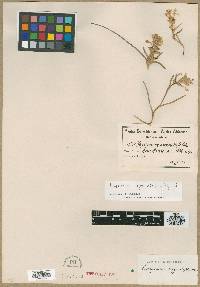 Image of Lapeirousia angustifolia