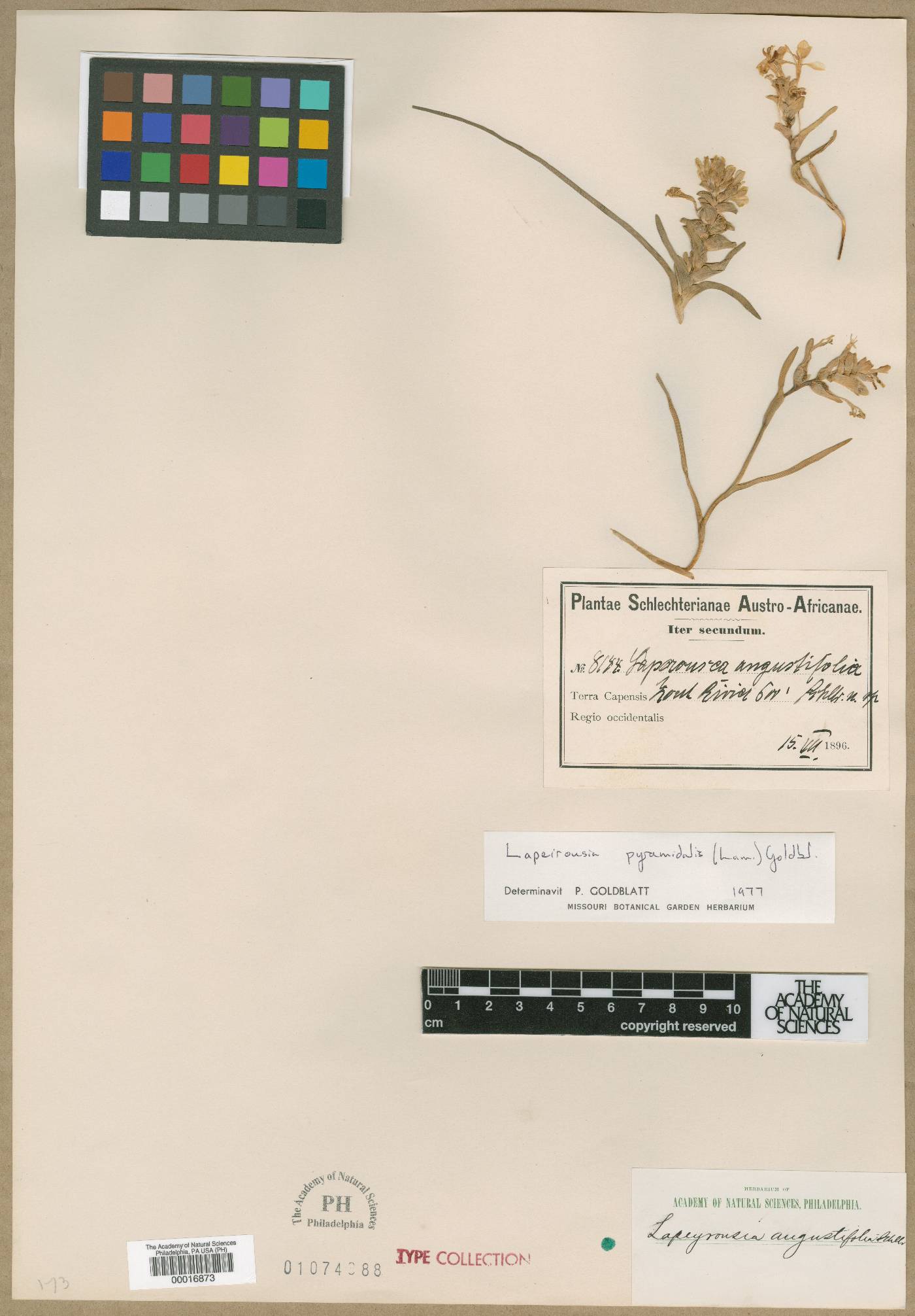 Lapeirousia angustifolia image