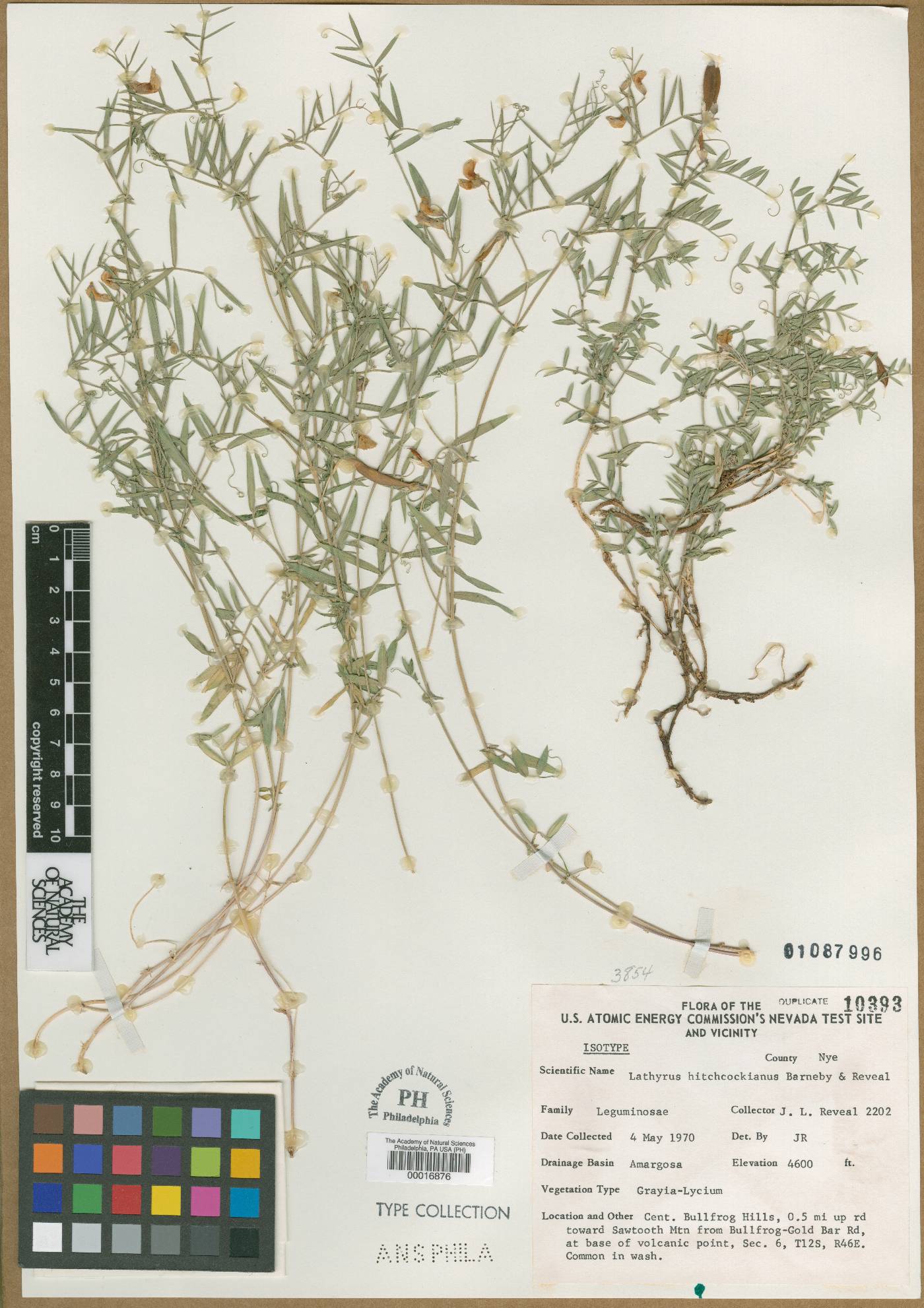 Lathyrus hitchcockianus image