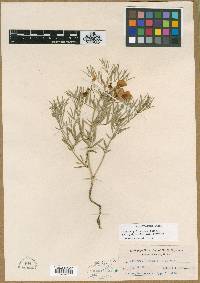 Lathyrus polymorphus subsp. polymorphus image