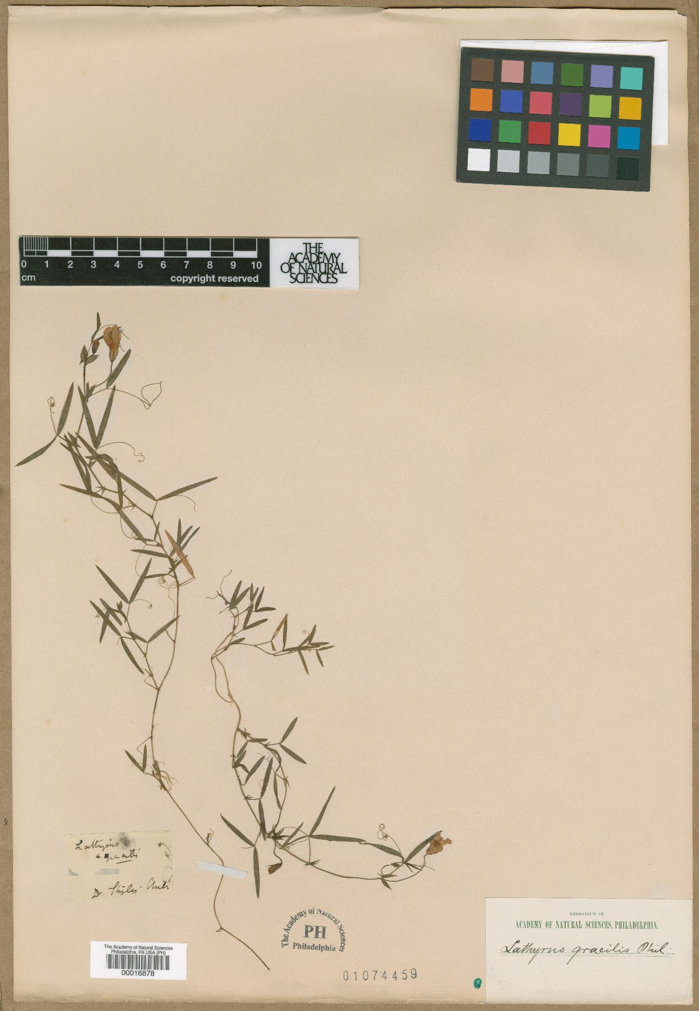 Lathyrus berteroanus image