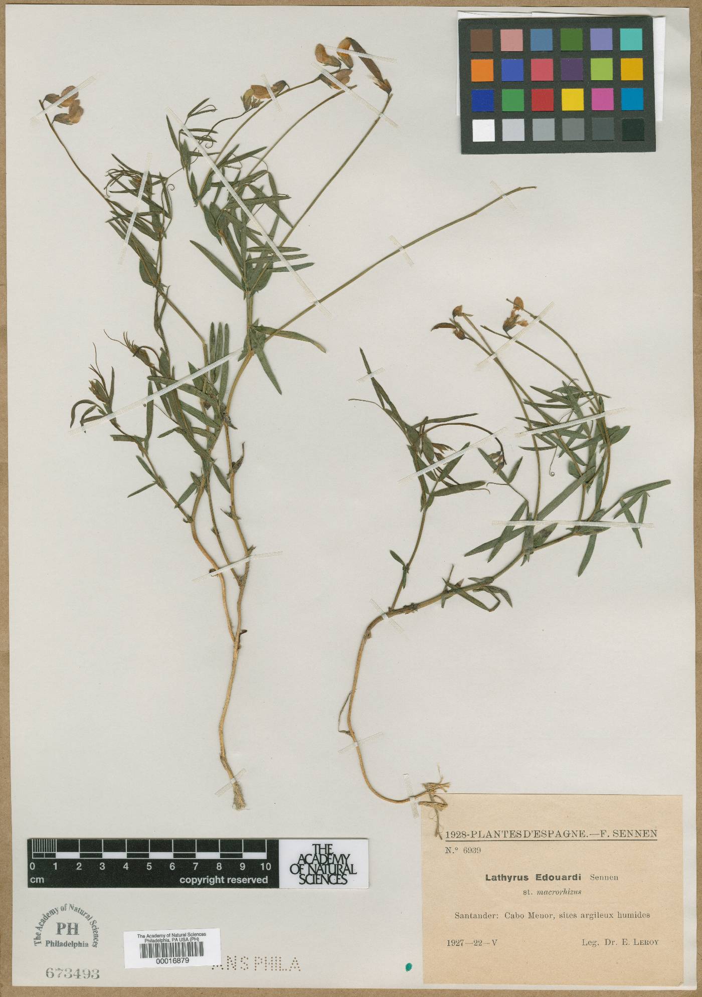 Lathyrus edouardii image