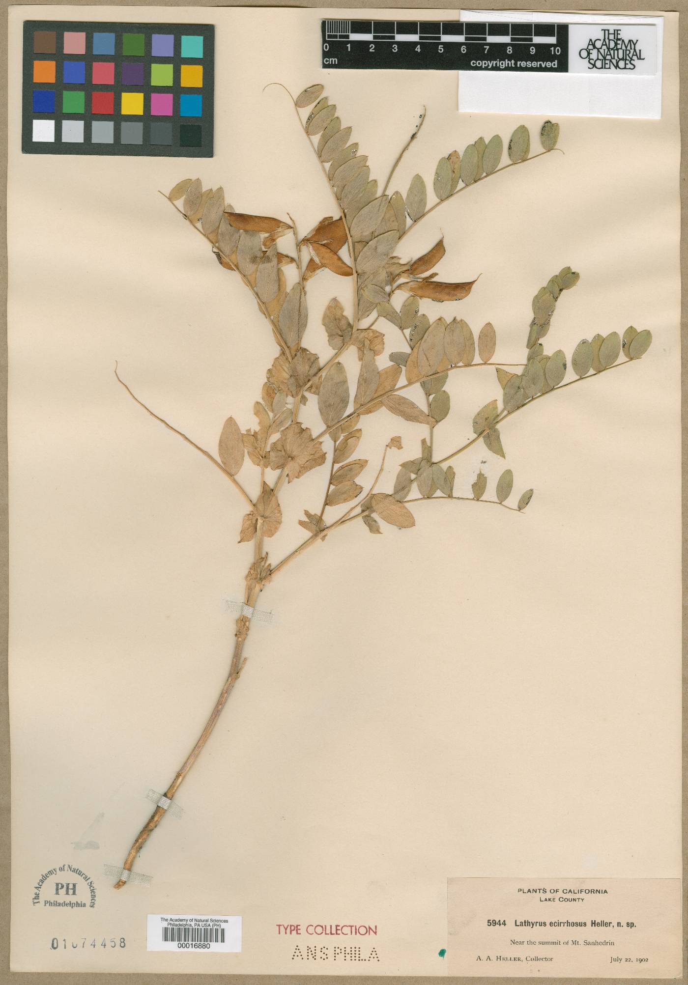 Lathyrus ecirrhosus image