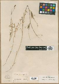 Image of Lathyrus cassius