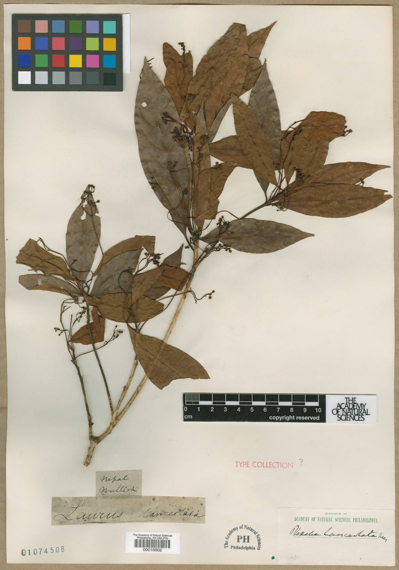 Phoebe lanceolata image