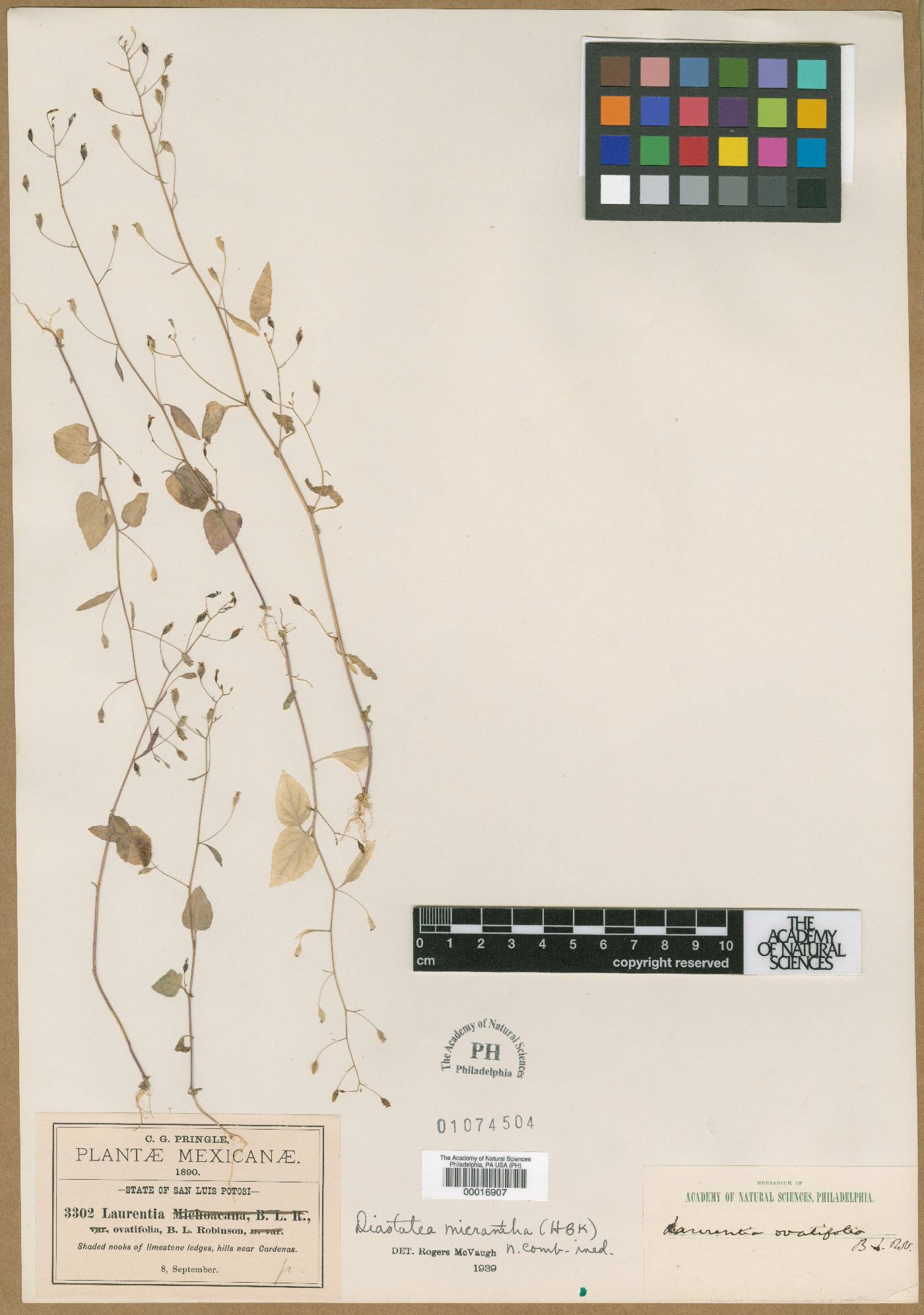 Diastatea micrantha image