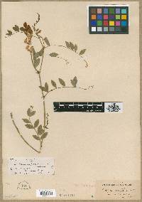 Lathyrus parvifolius image