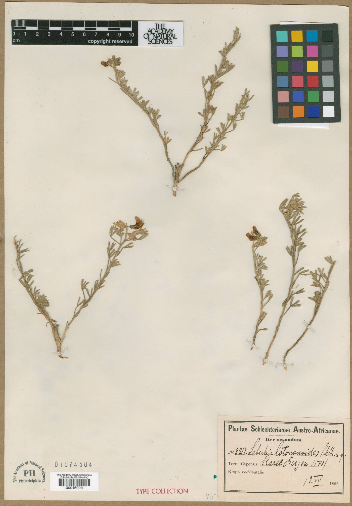 Lebeckia lotonoides image