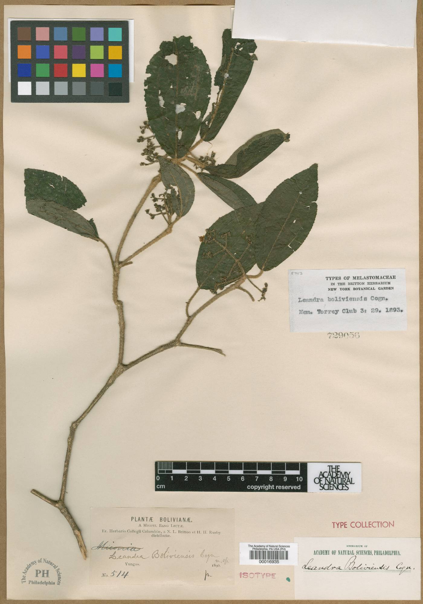 Leandra boliviensis image