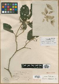 Leandra boliviensis image