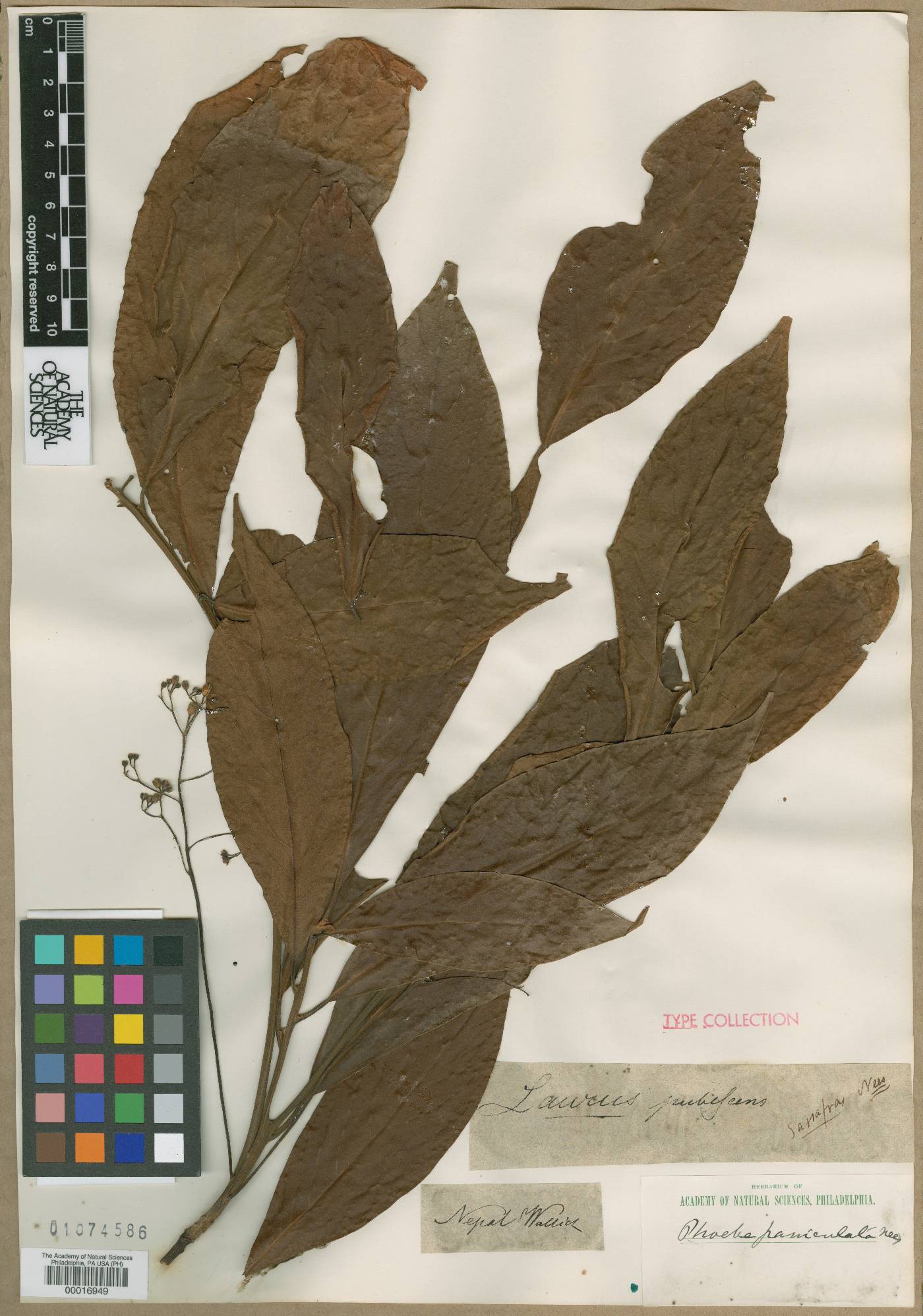 Mespilodaphne macrophylla image