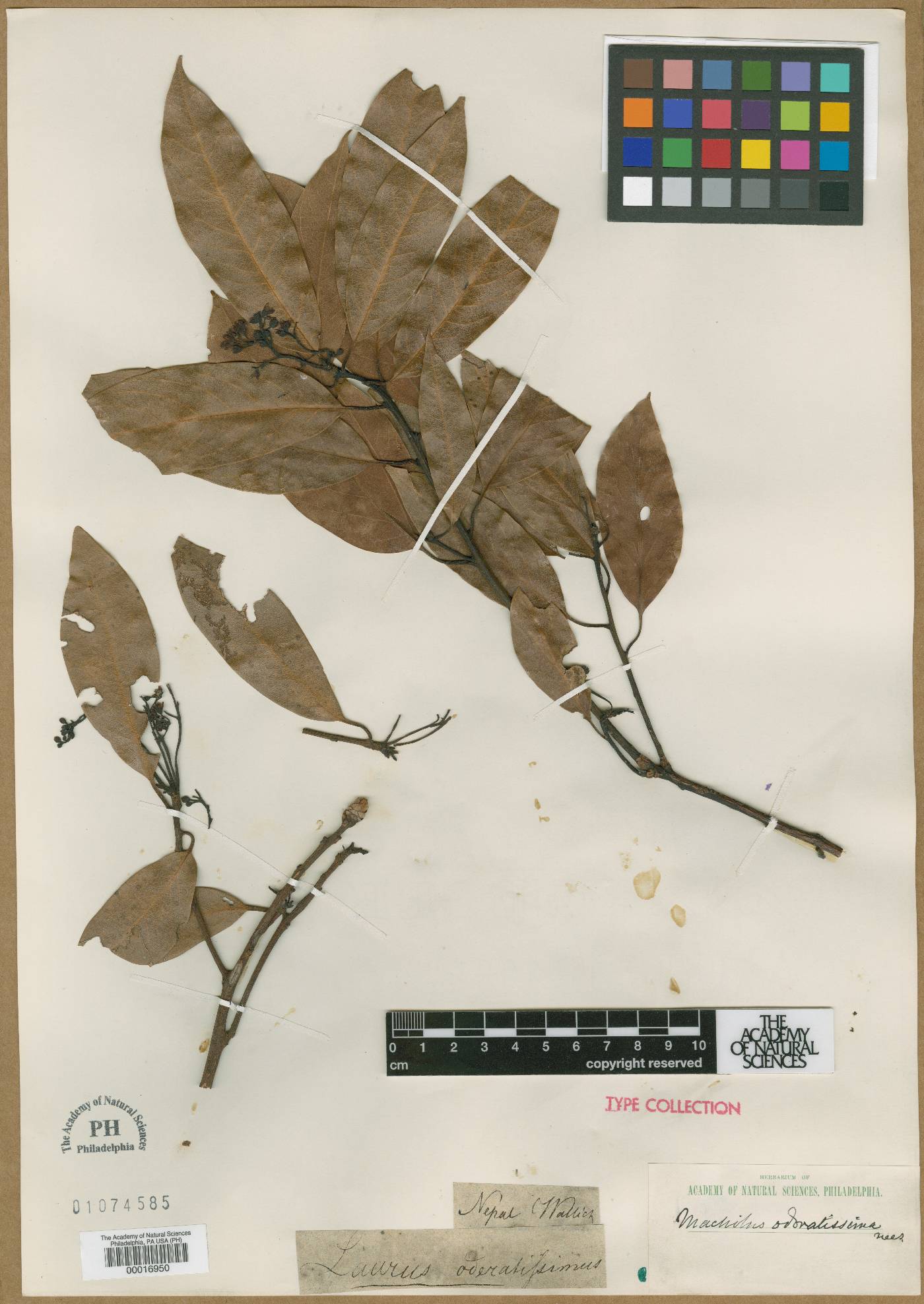 Laurus odoratissima image