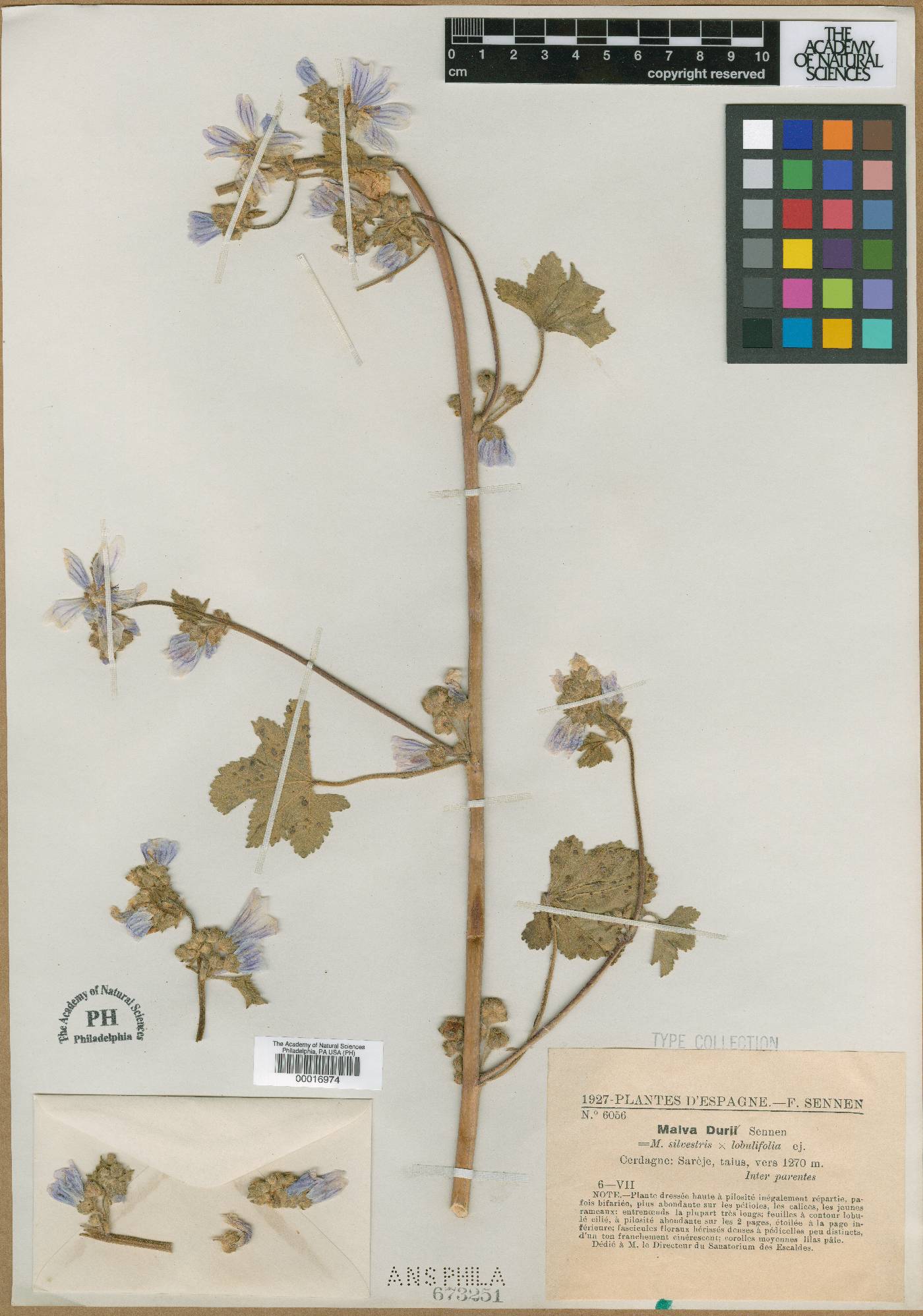 Malva durieui image