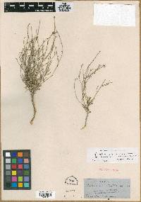 Malvastrum leptophyllum image