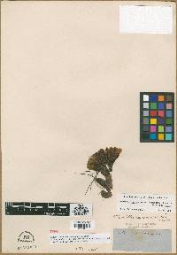 Mammillaria macromeris image