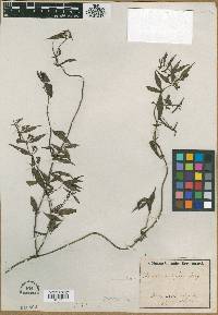 Manettia congesta image