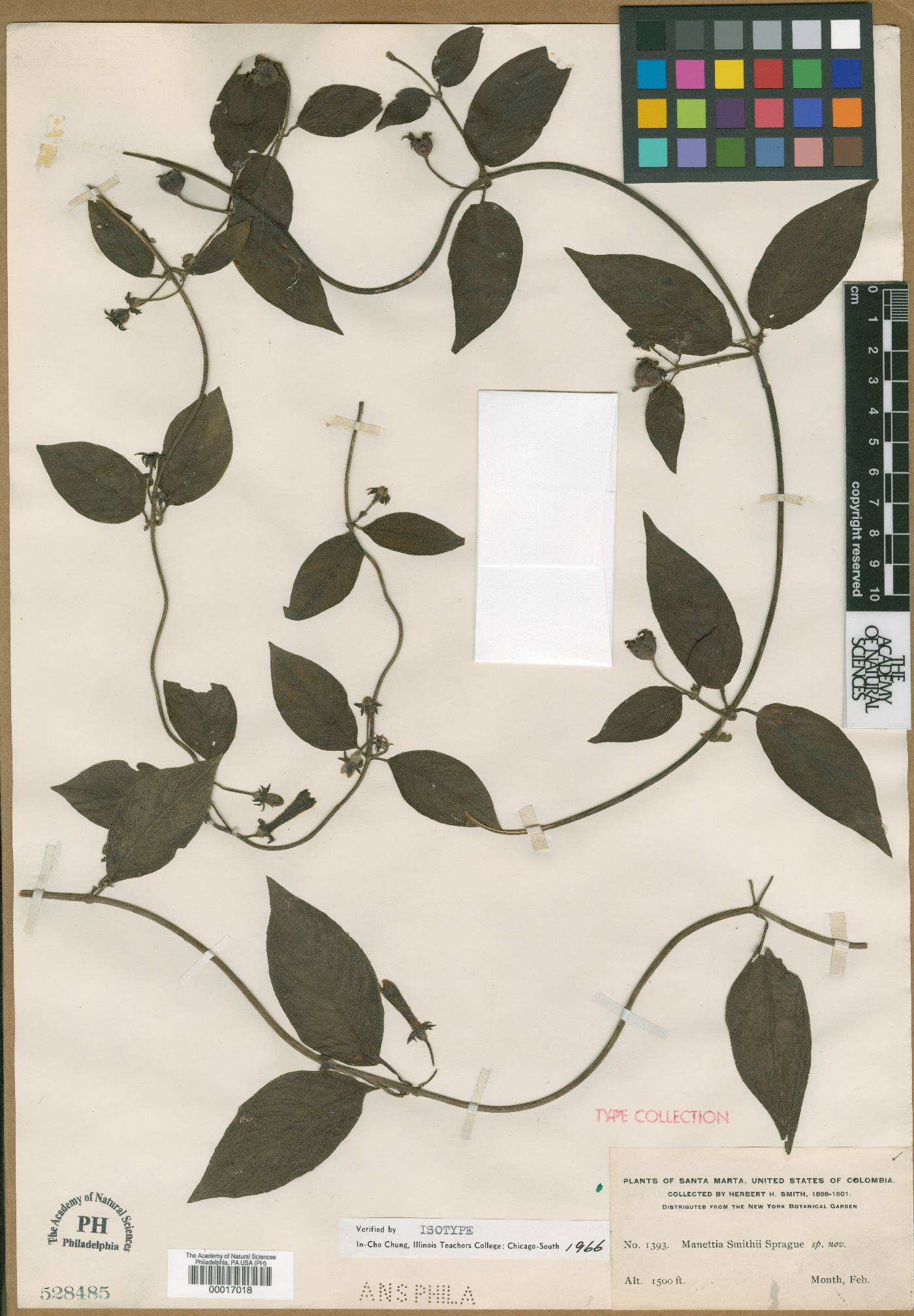 Manettia smithii image