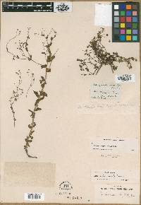 Trichocoronis wrightii image