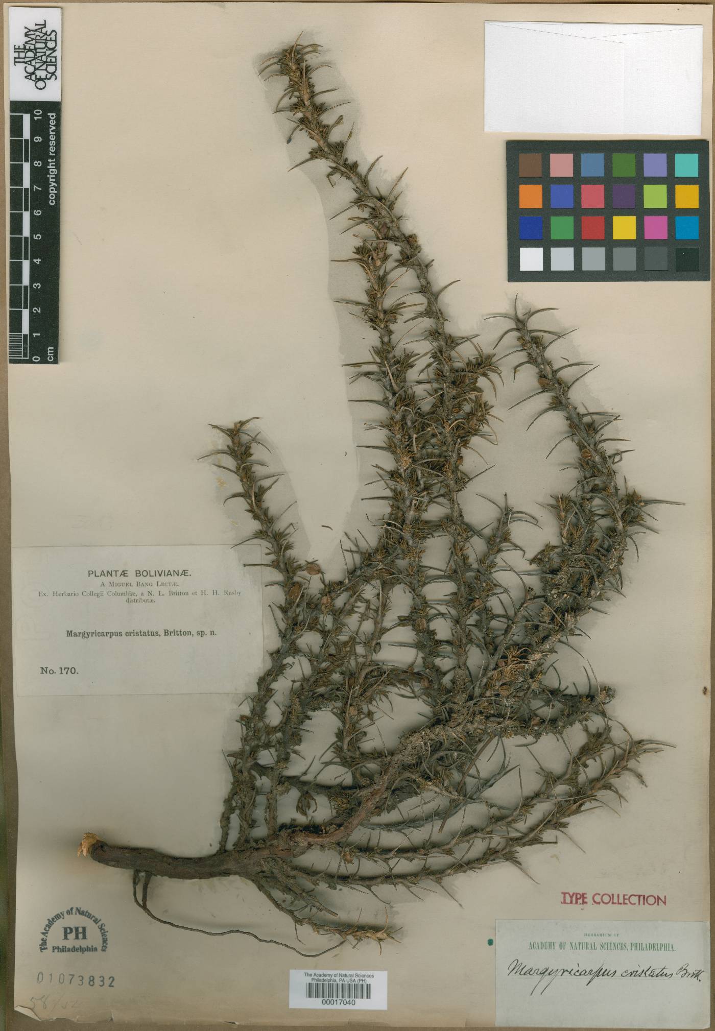 Margyricarpus cristatus image