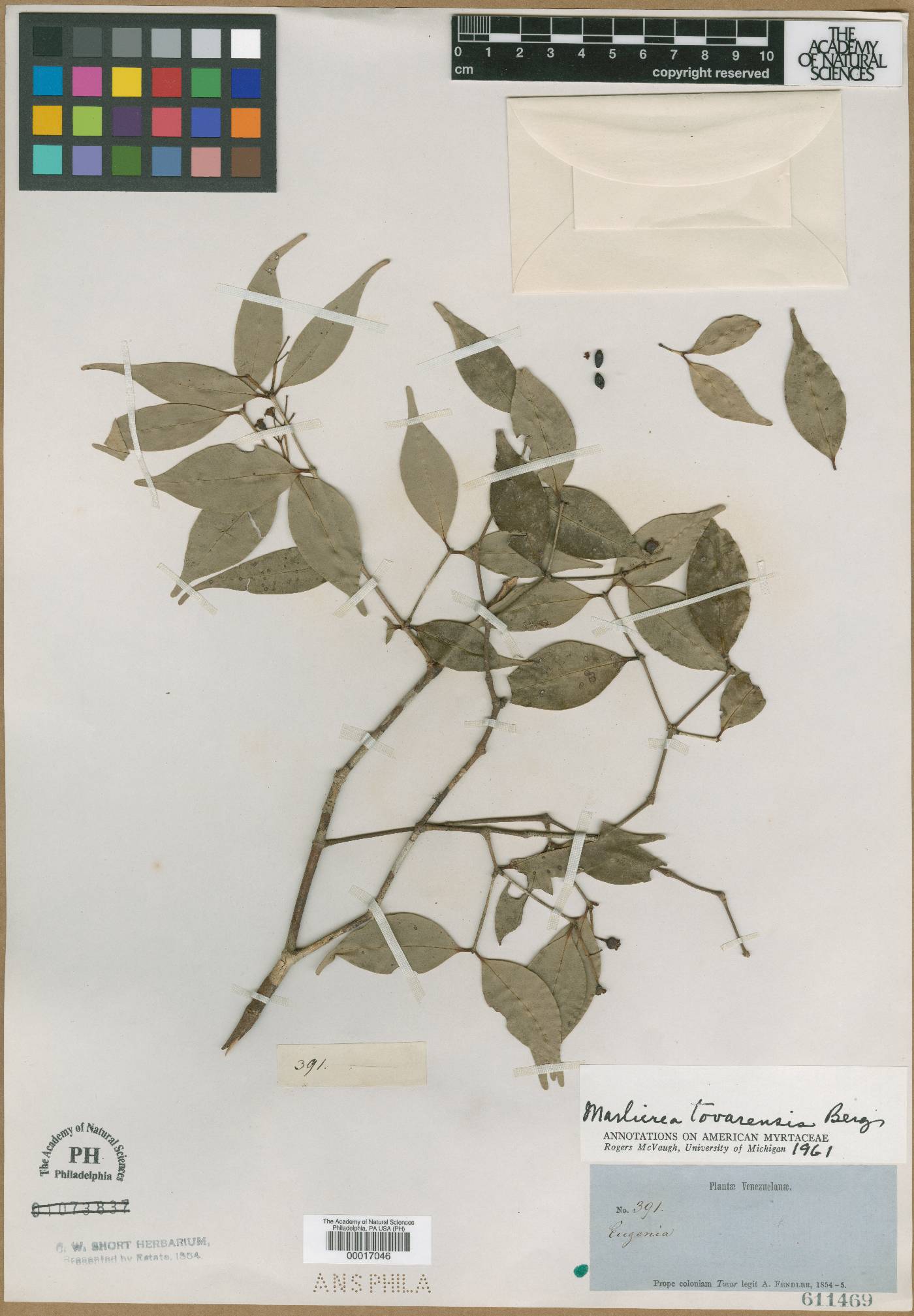 Myrcia neotovarensis image