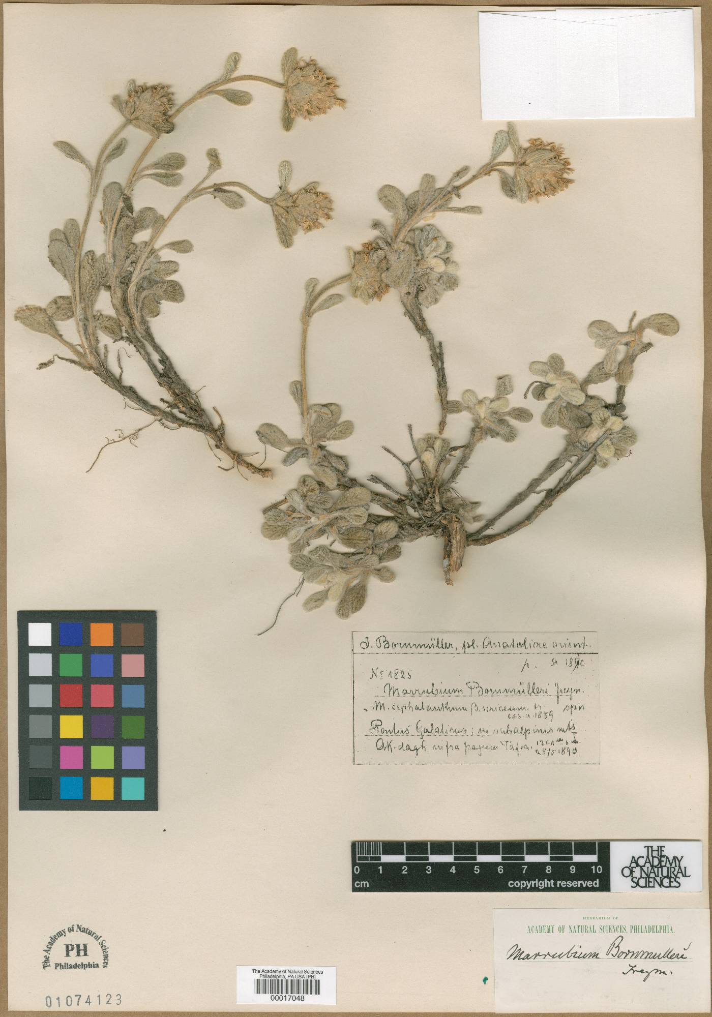 Marrubium cephalanthum subsp. cephalanthum image