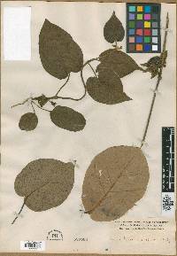 Ruehssia altissima image