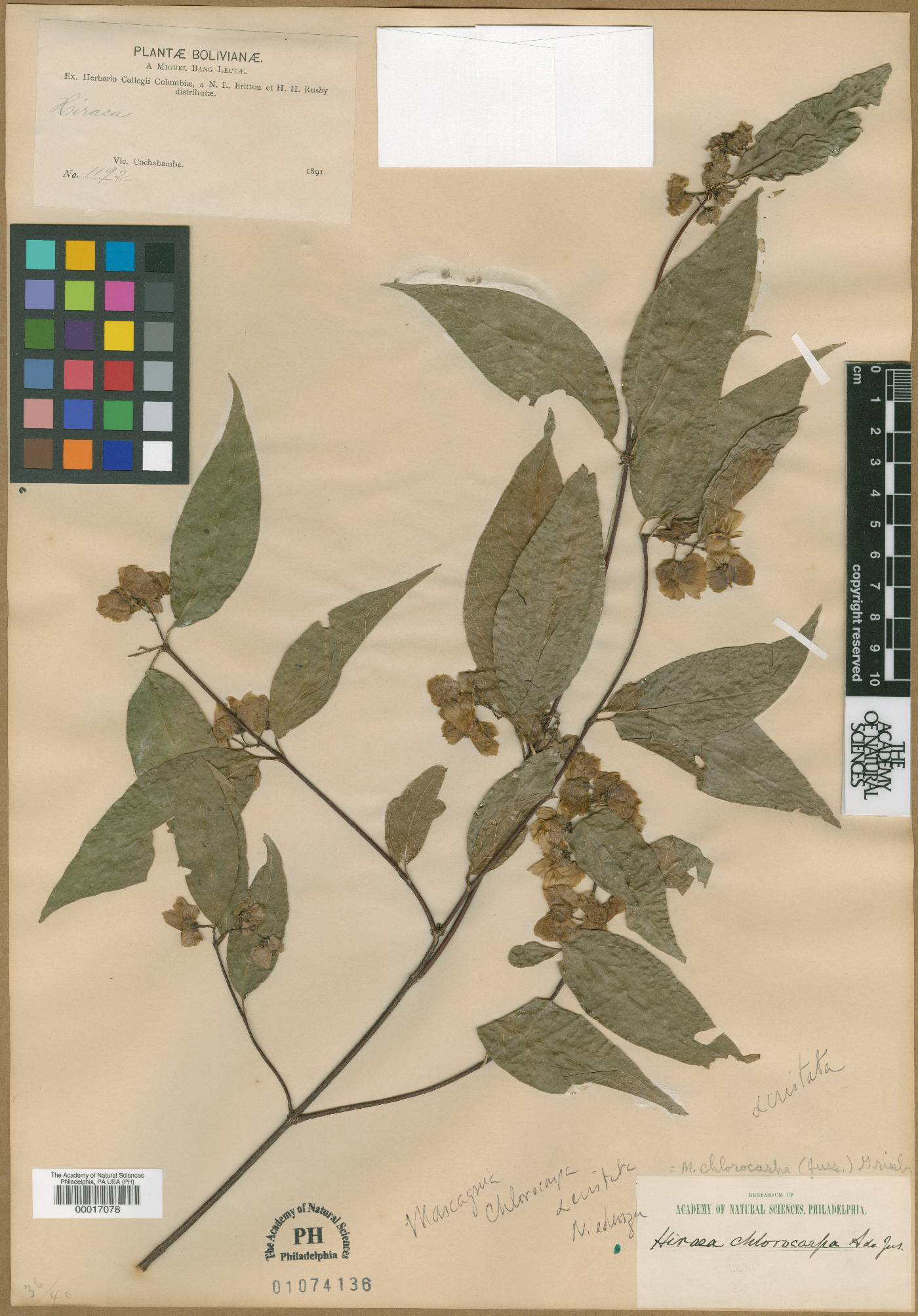 Carolus chlorocarpus image