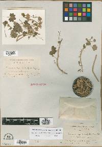 Mabrya acerifolia image